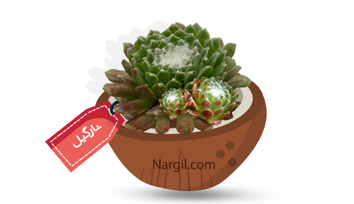  Nargil - Cobweb Houseleek